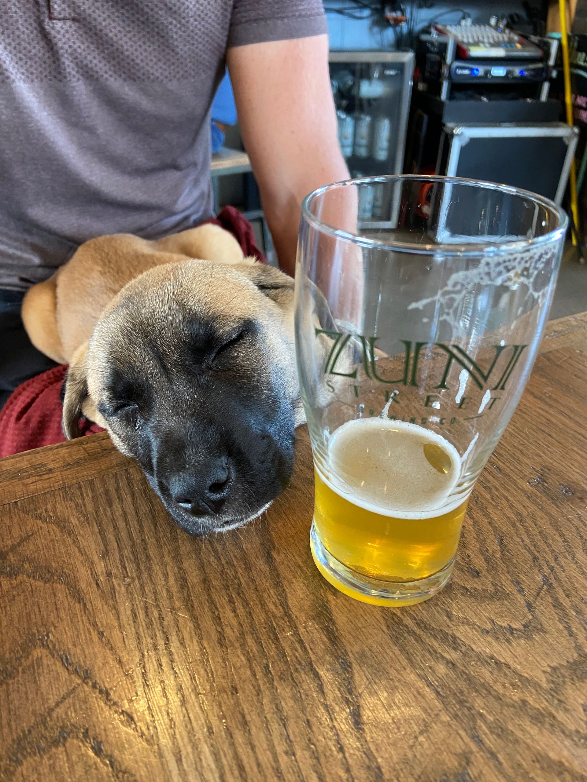 A dog laying on a table next to a glass of beer
