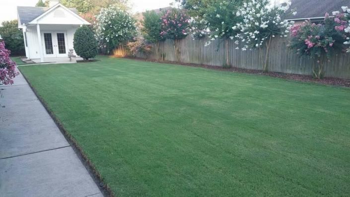 Backyard lawn beside a sidewalk, with a small white shed and flowering fence line.