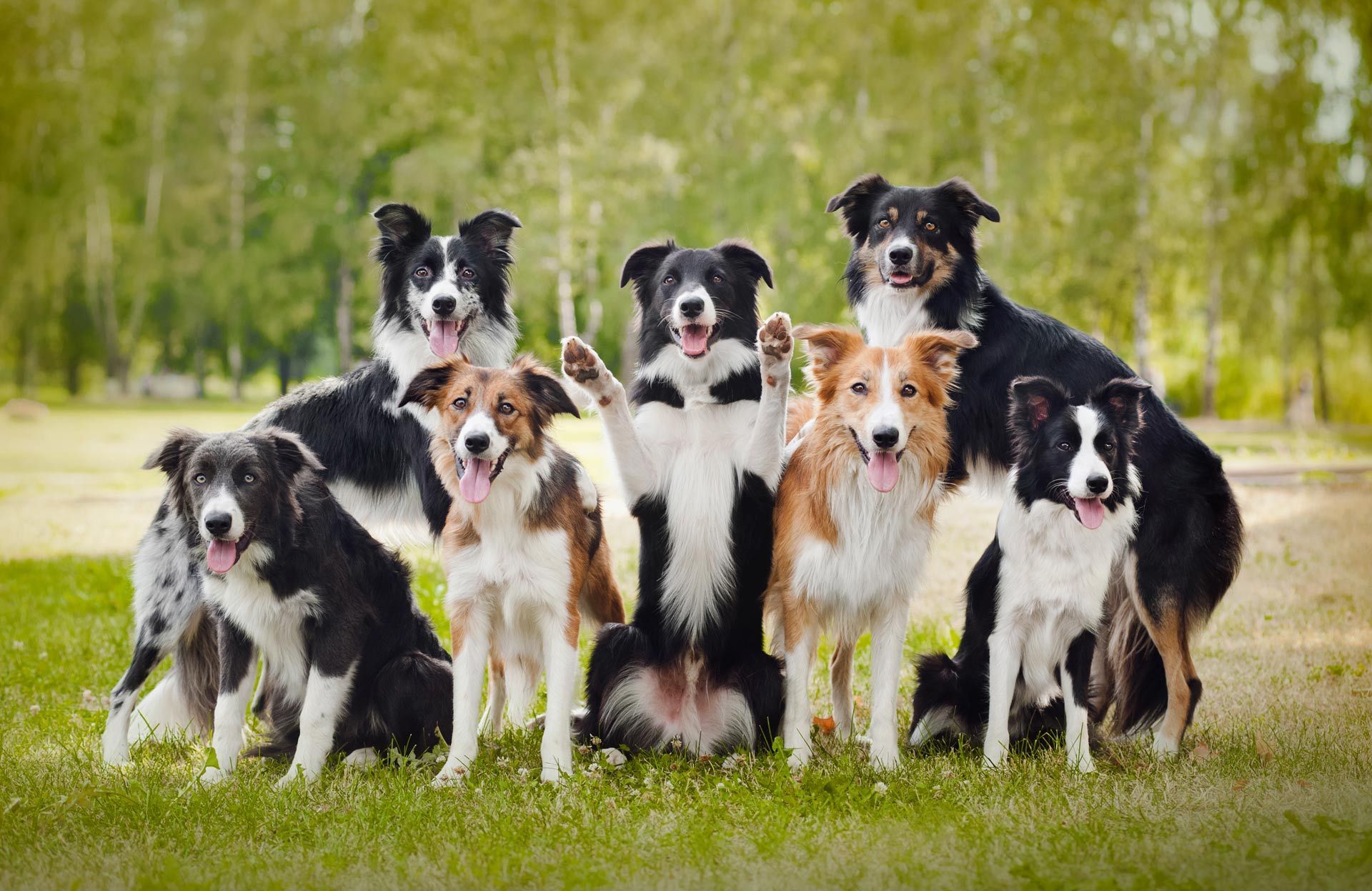 A group of border collies are posing for a picture A group of border collies are posing for a picture