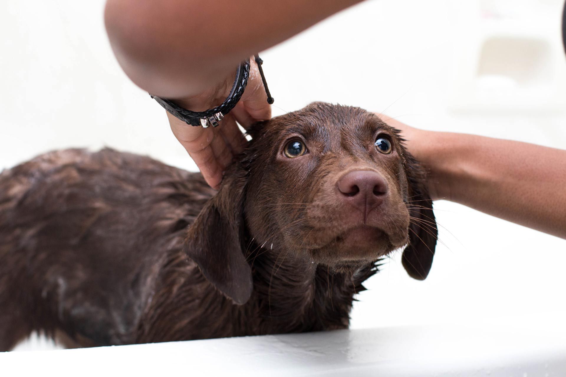 A person is washing a brown dog in a bathtub A person is washing a brown dog in a bathtub
