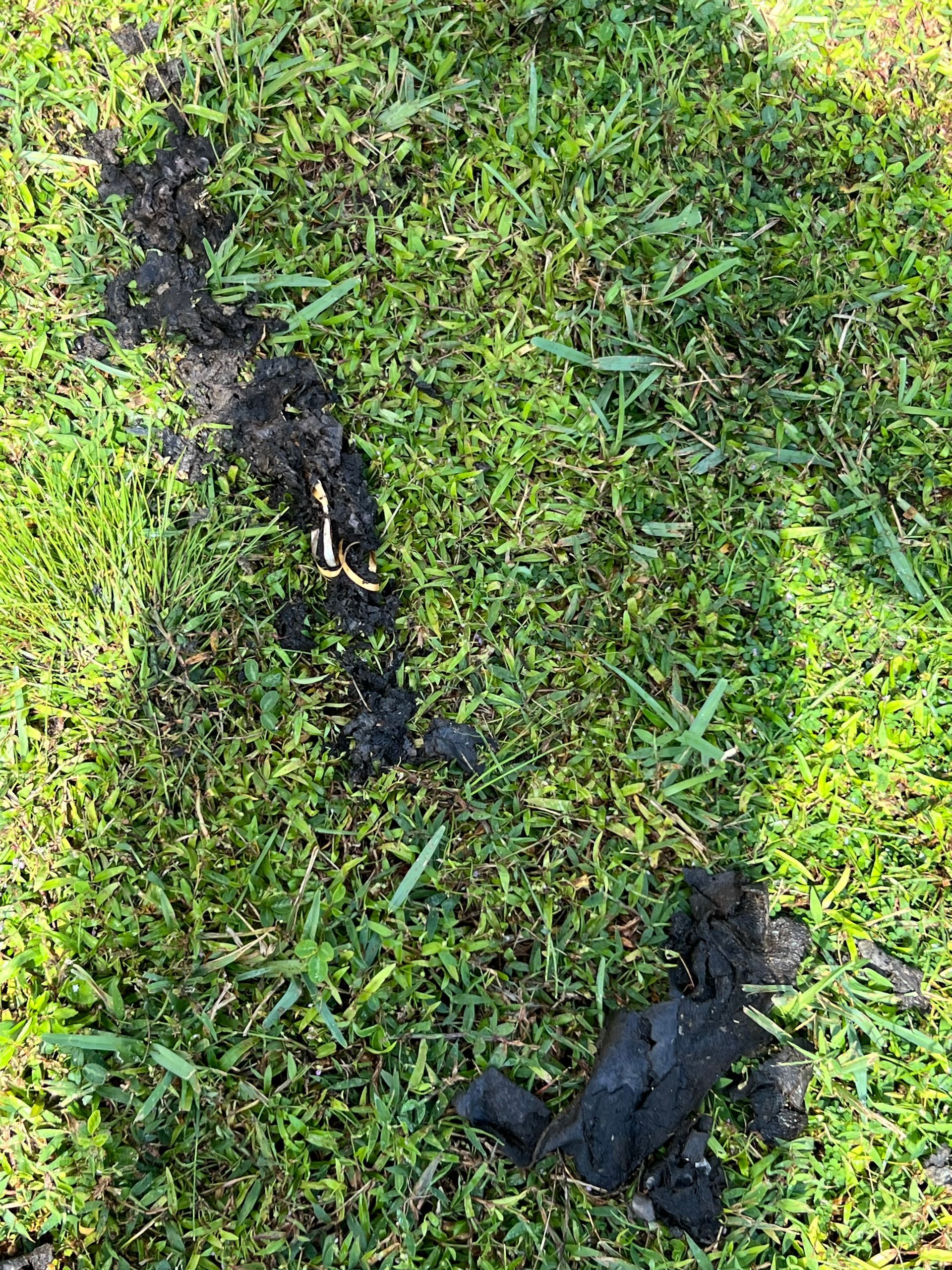 there is a shadow of a person in the grass .