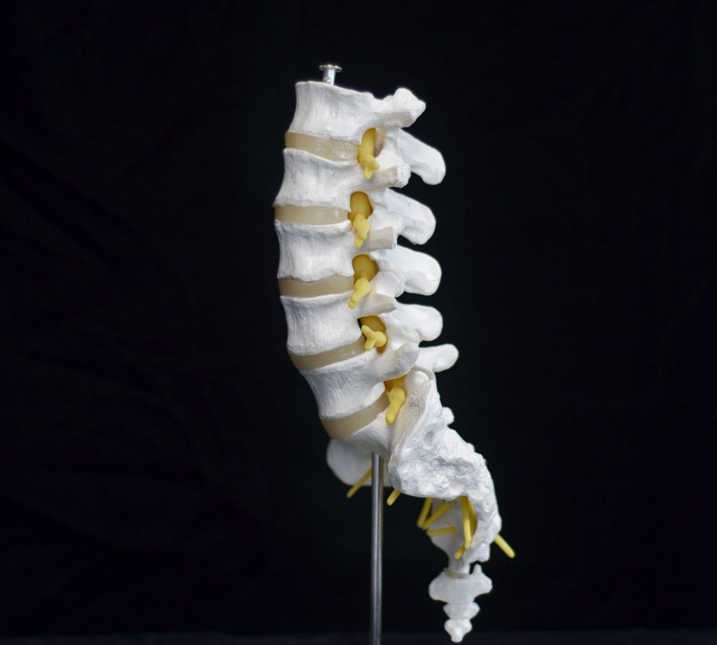 A model of a spine on a metal stand on a black background.