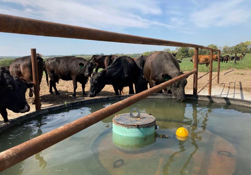 A herd of cows are drinking water from a tank.