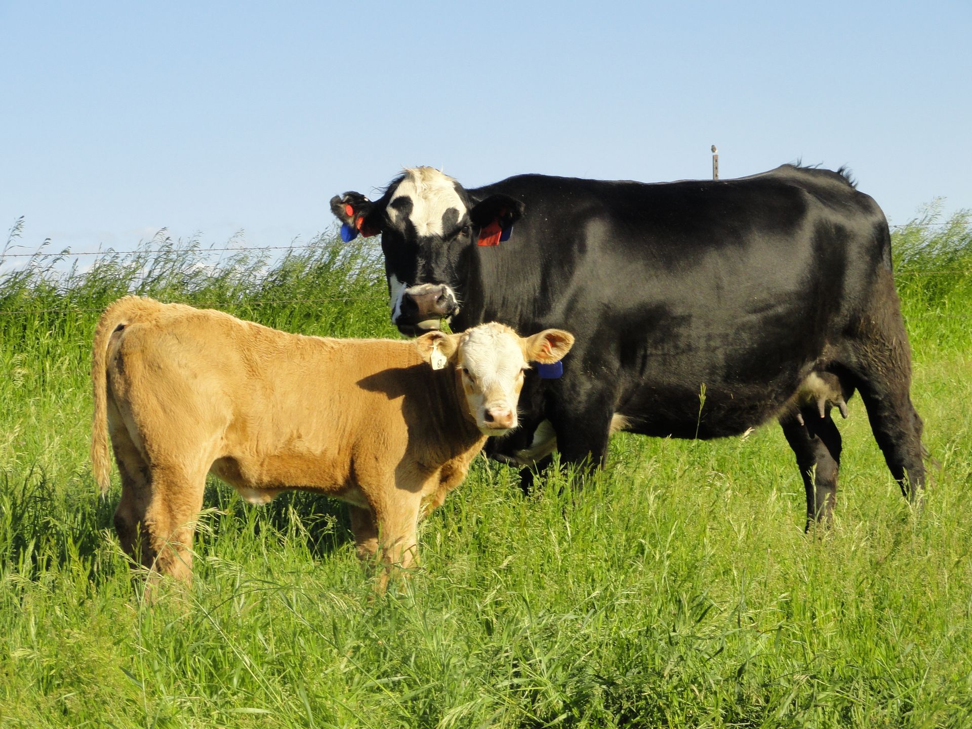 A cow and a calf are standing in a grassy field