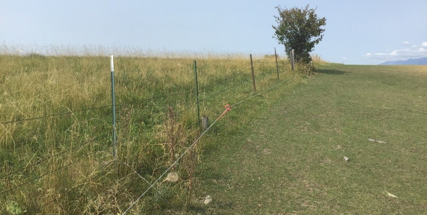 A fence surrounds a grassy field with a tree in the distance.