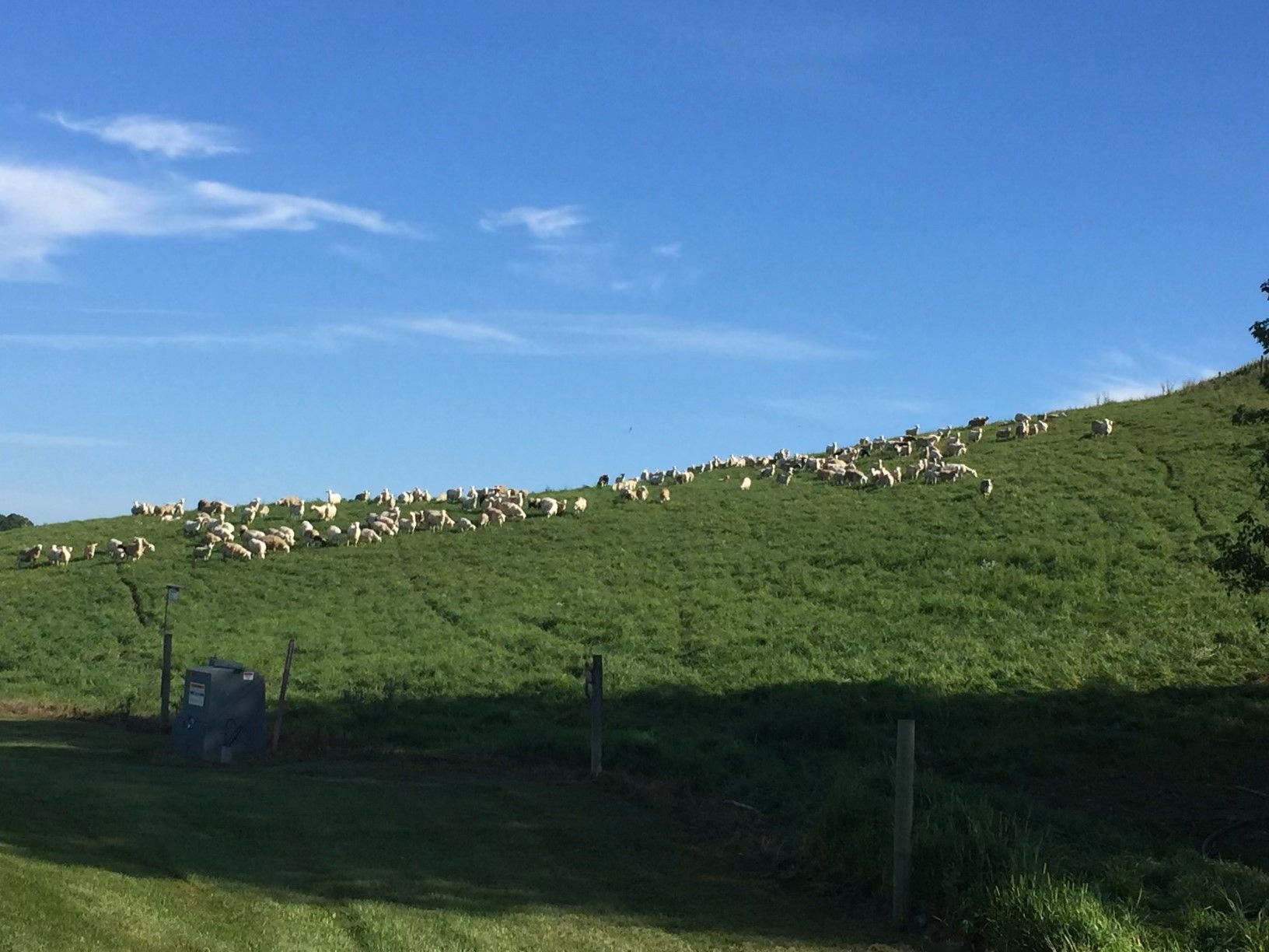 Coughlin Stock Farms