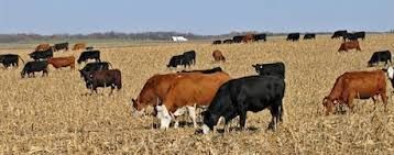 A herd of cows are grazing in a field.
