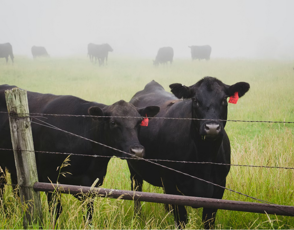 Three cows are standing in a grassy field and looking at the camera