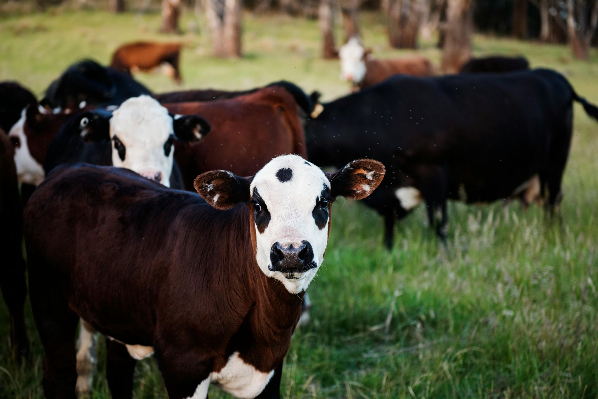 Cattle grazing on a Minnesota pasture