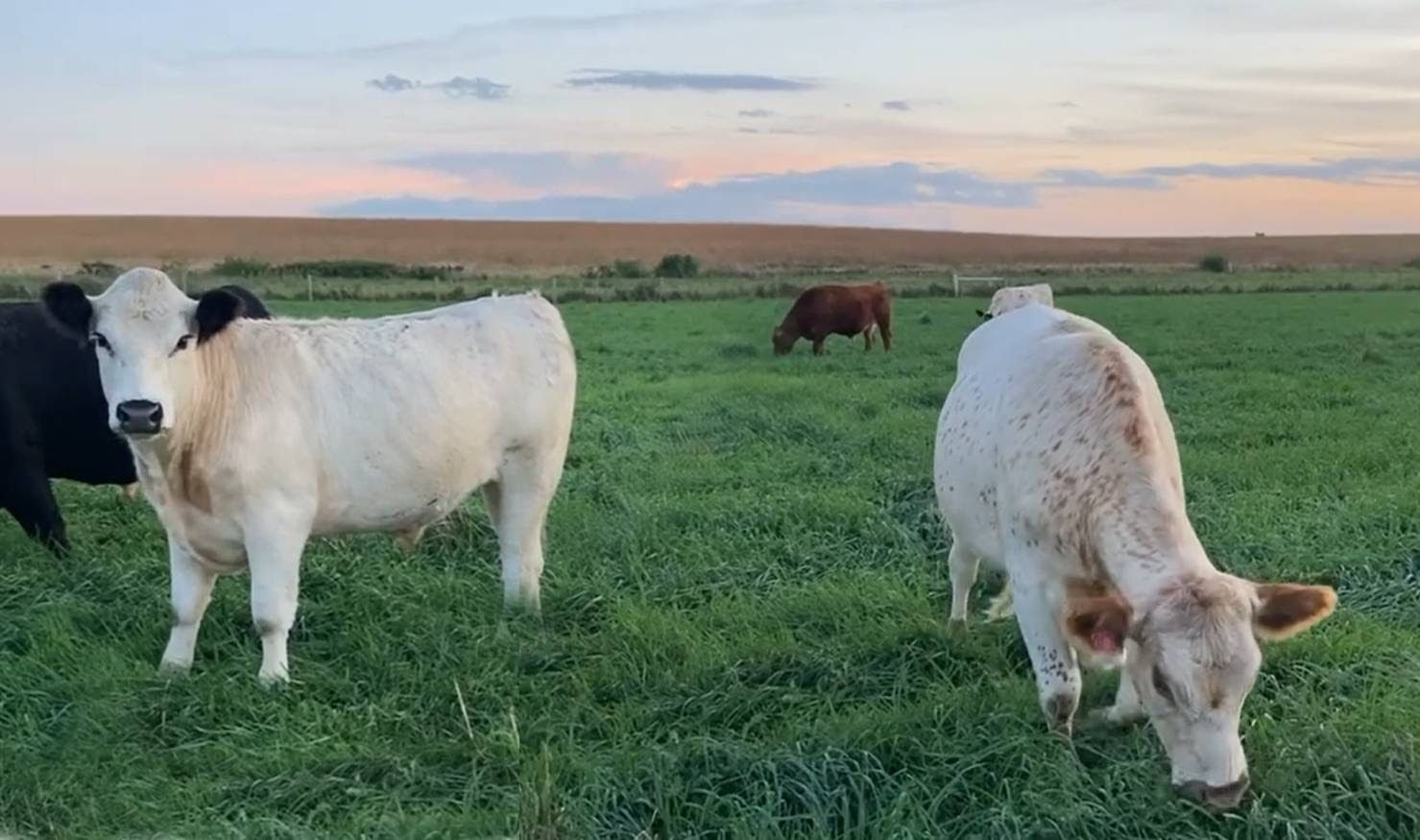 Virtual Fencing & Cover Crop Grazing field day