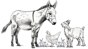 A line drawing of a donkey, a goat, and a chicken standing together on patches of grass against a plain white background.