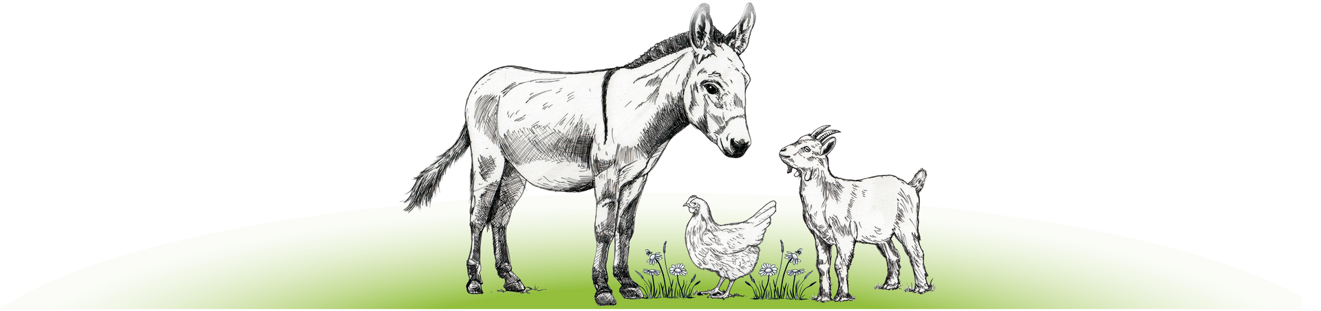 A black-and-white sketch of a donkey, a chicken, and a goat standing together on a green grassy patch.