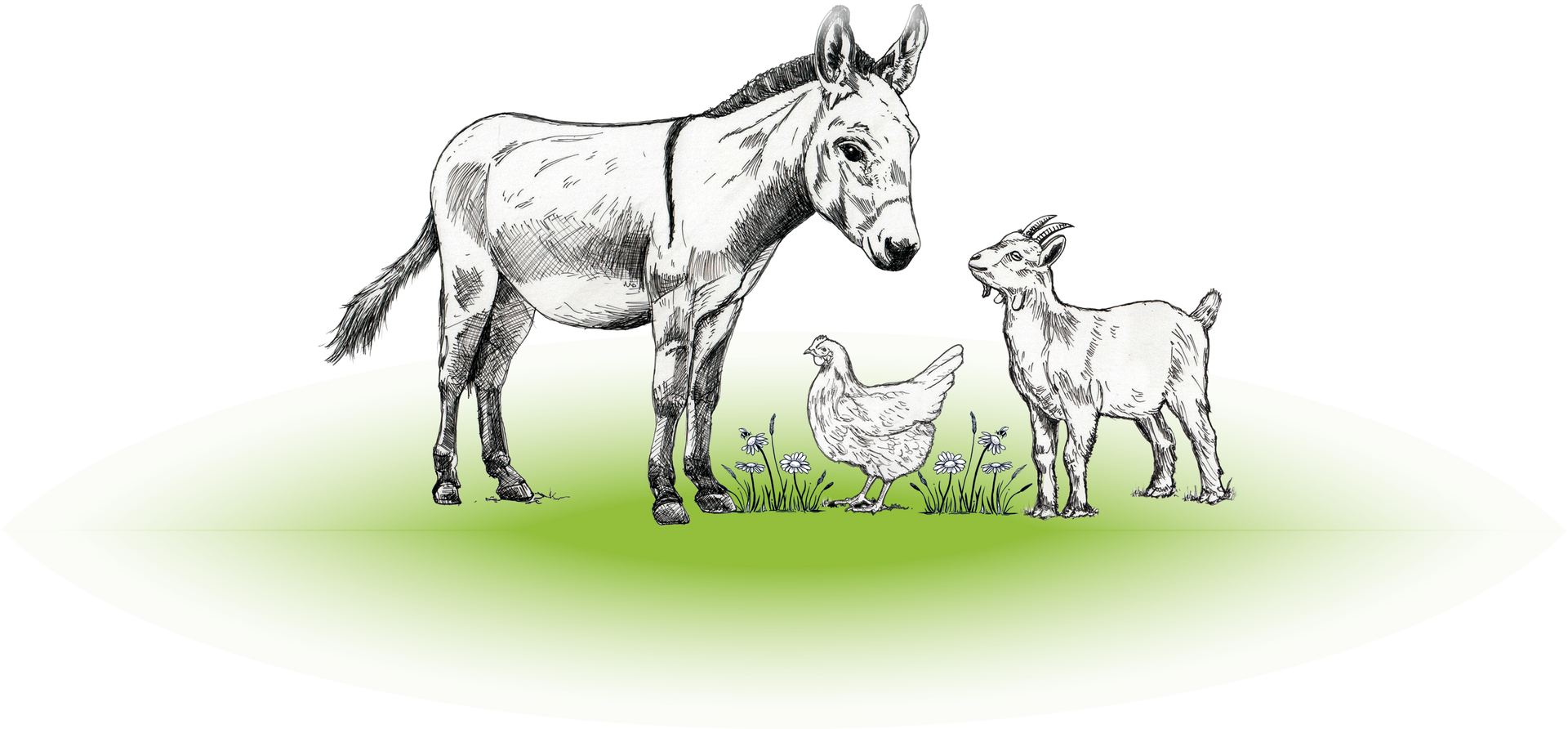 A line drawing of a donkey, a chicken, and a goat standing together on a patch of green grass.