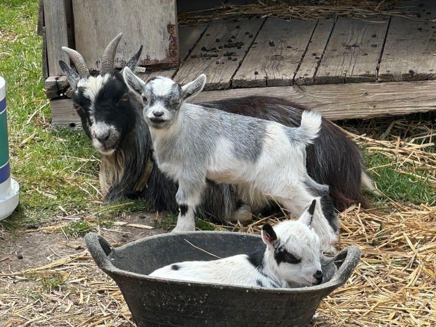 A black and white goat rests behind a light gray kid, while another small white kid sits inside a black rubber tub.