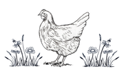 A line drawing of a hen standing between two small patches of daisies and grass against a white background.