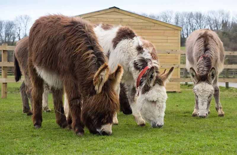 Three donkeys, one dark brown and two white-and-brown patches, graze on grass in a fenced enclosure with a wooden shed.