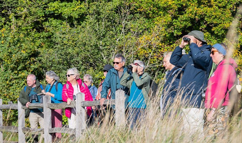 A group of people standing behind a wooden fence in a wooded area, using binoculars to watch something in the distance.