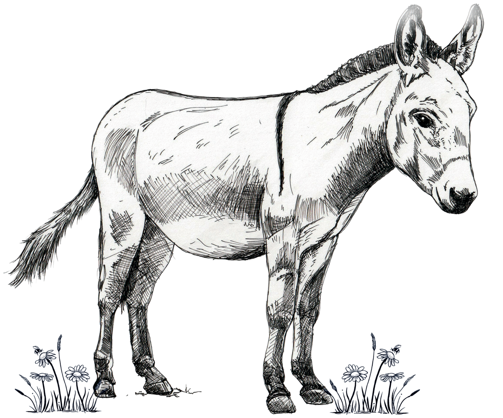 A black and white line drawing of a donkey standing in a field of small flowers.