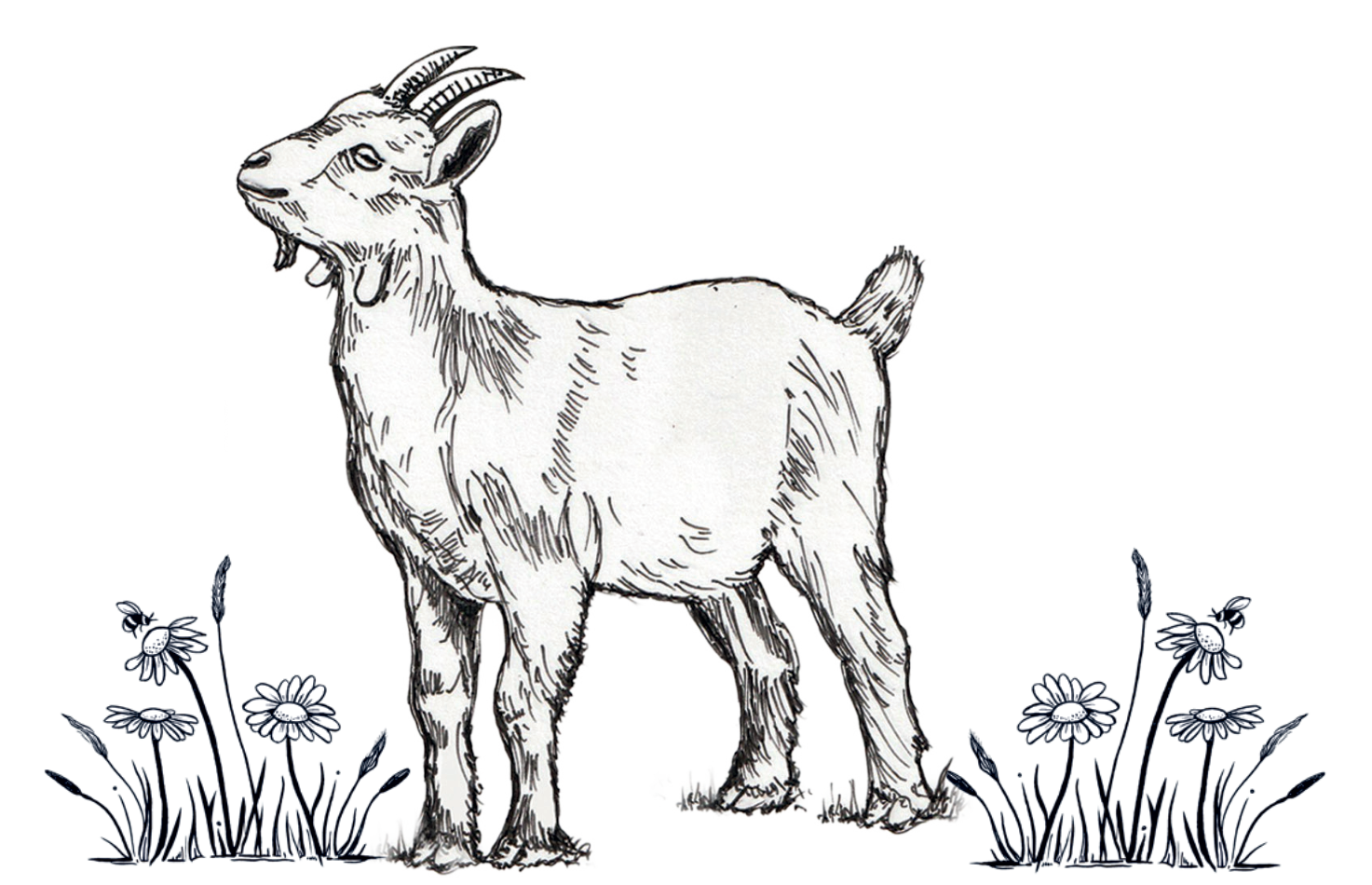 A black-and-white line drawing of a goat standing in a field of flowers.