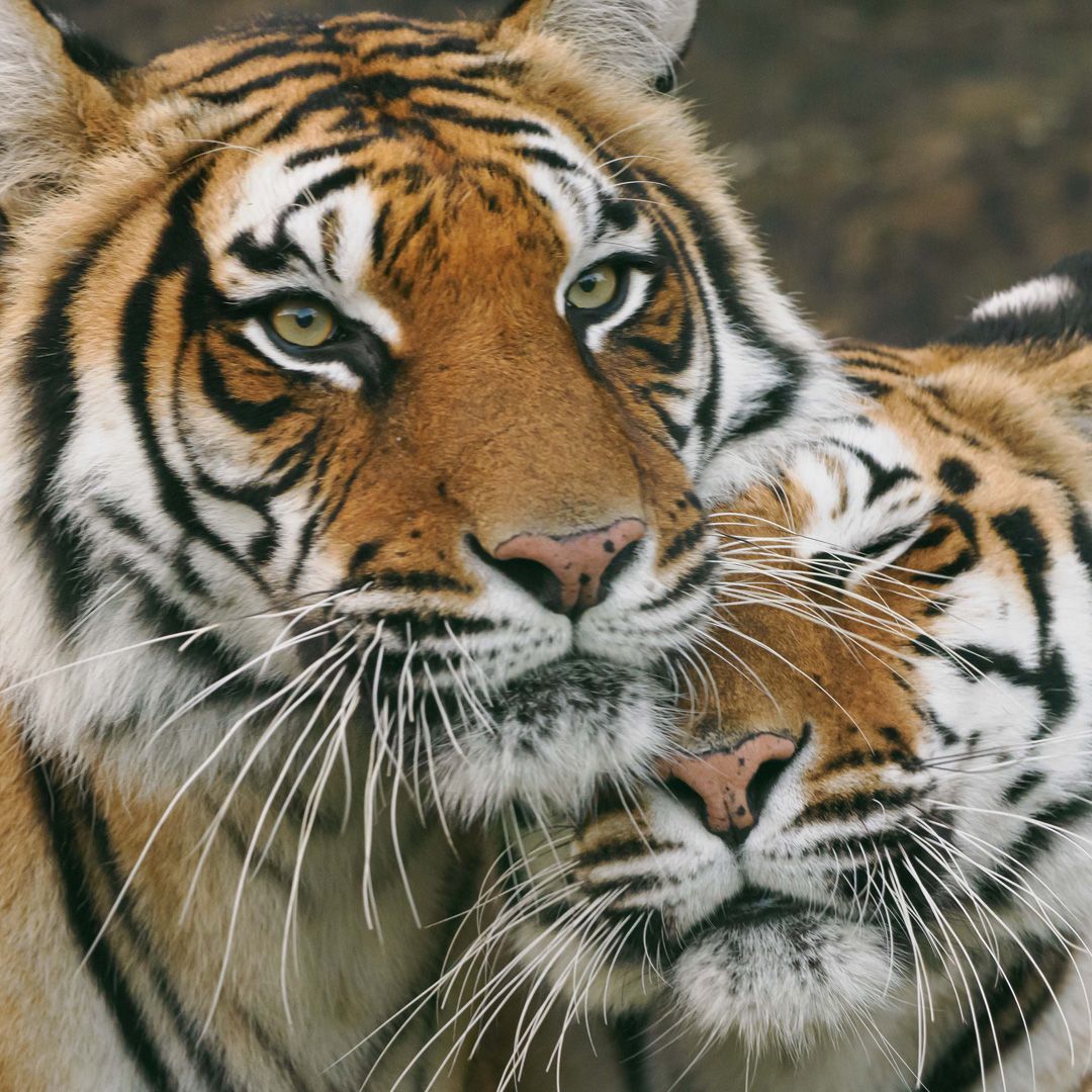 Two tigers with orange fur and black stripes resting their heads close together.