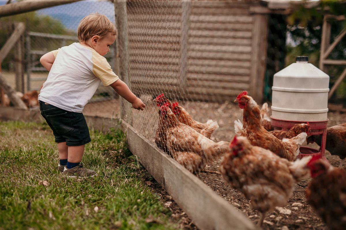 A small child reaches through a wire fence to feed a group of brown chickens in an outdoor enclosure.