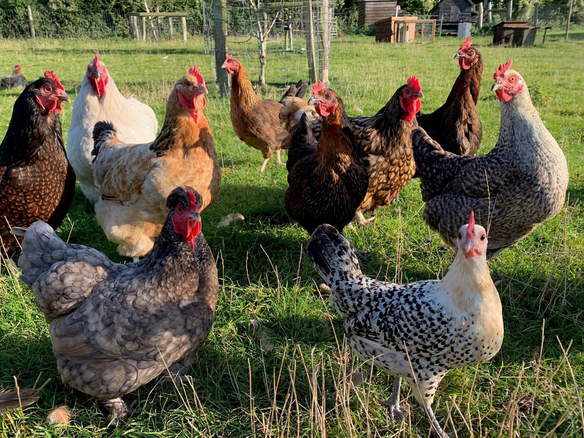 A flock of colorful chickens standing on grass in a sunny outdoor yard.