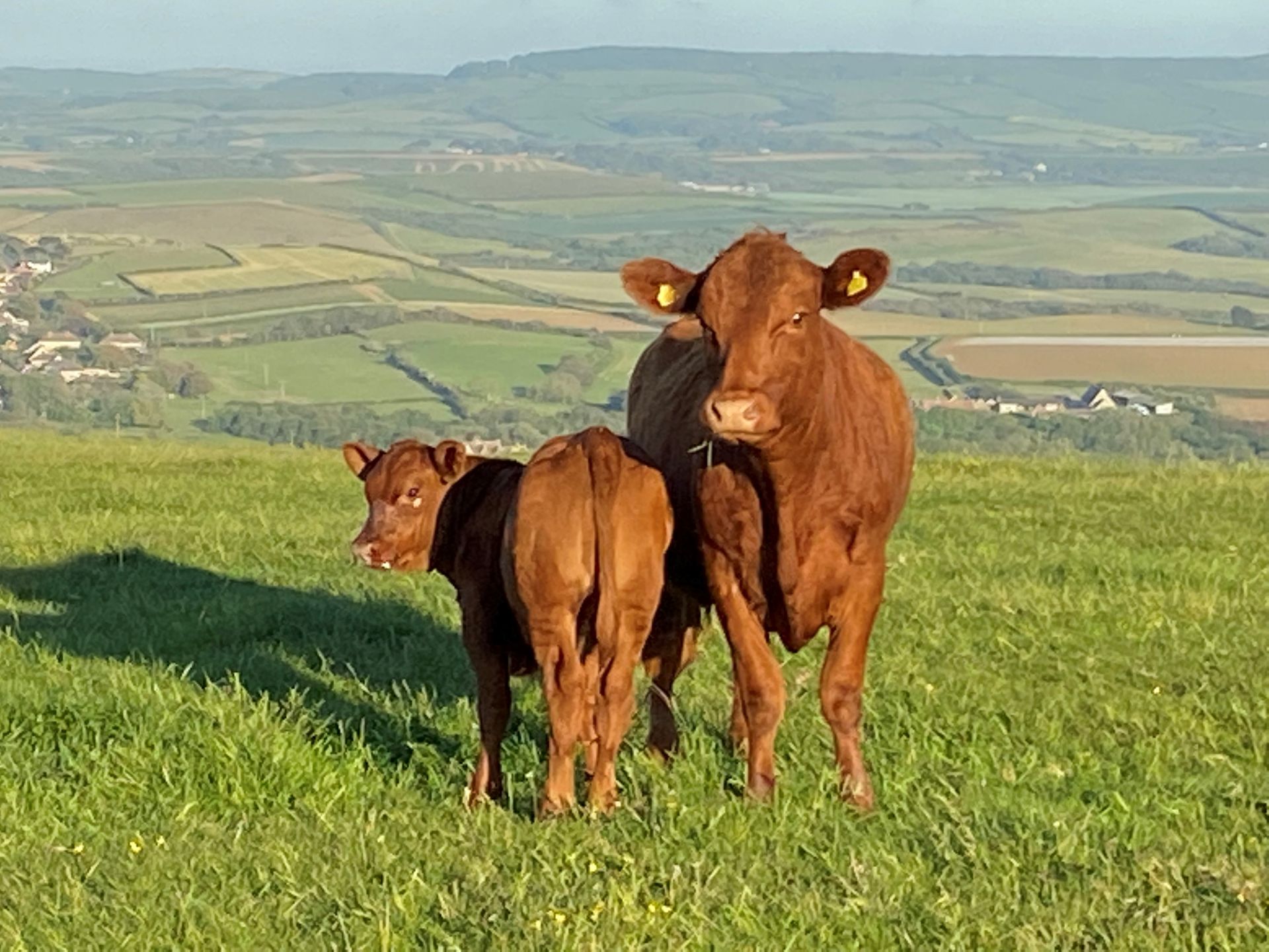 Two brown cows on a grassy hillside overlooking a wide rural valley