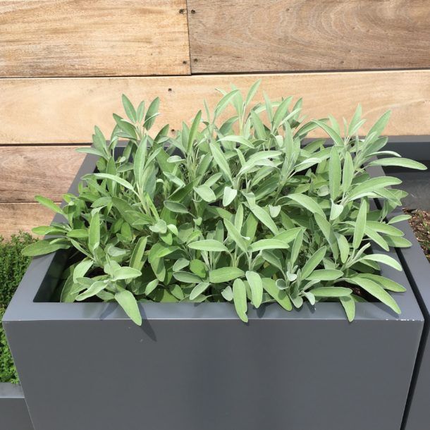 A potted plant with lots of green leaves is sitting in front of a wooden wall.