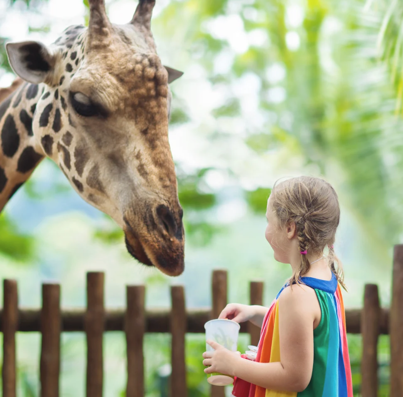 Girl feeding a giraffe at a zoo; wooden fence and lush greenery in the background.