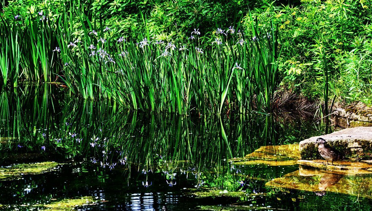 A pond surrounded by tall grass and trees with a rock in the middle.