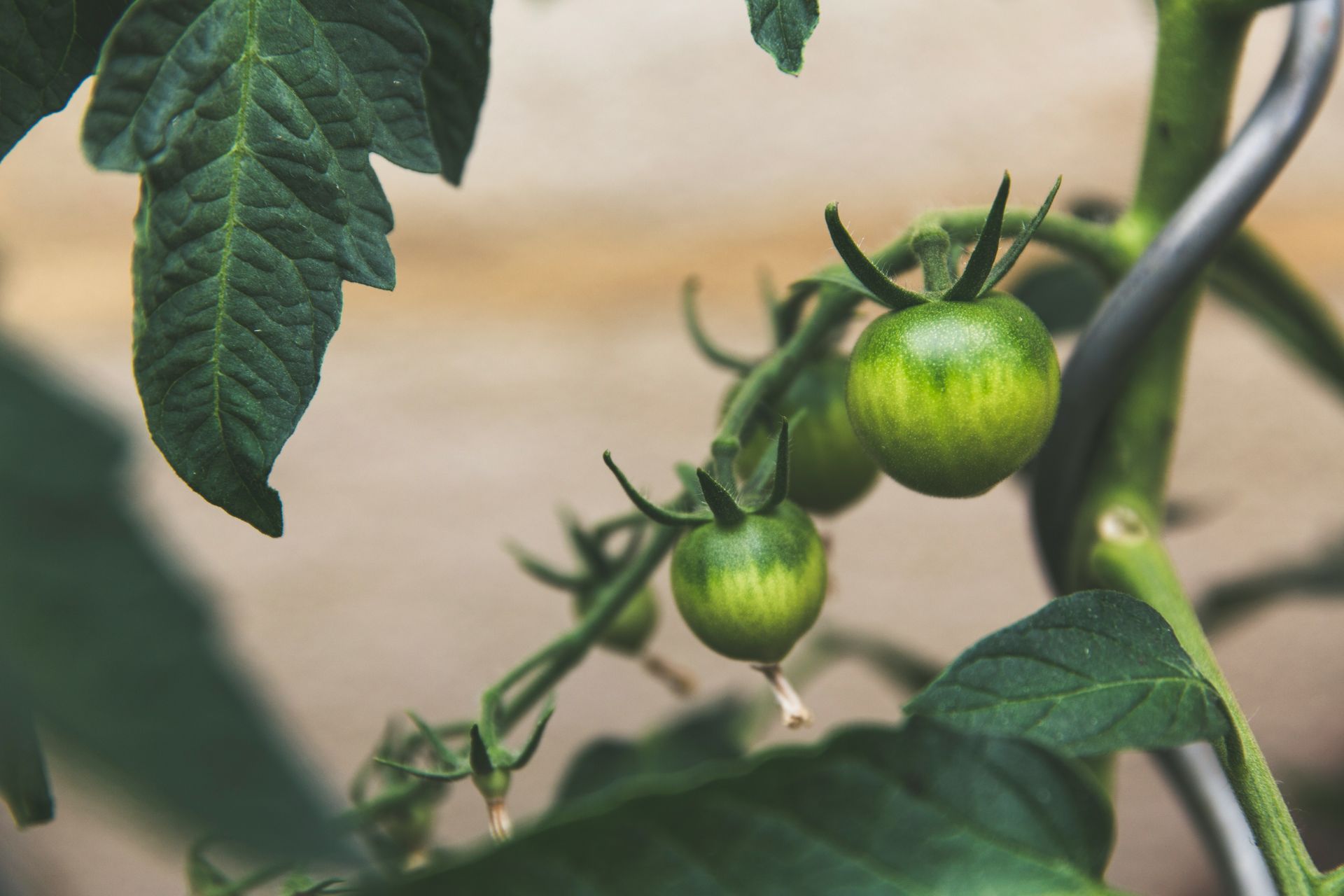 A close up of a green tomato growing on a vine.