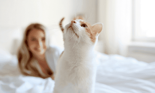A woman is sitting on a bed playing with a cat.