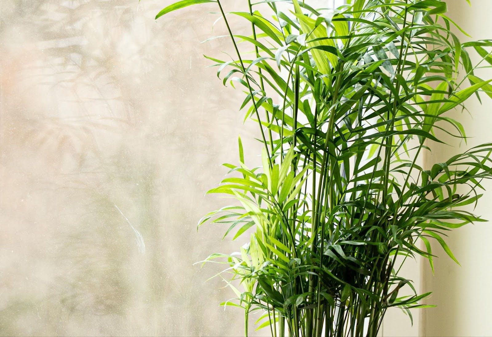 A bamboo plant is sitting in front of a window.