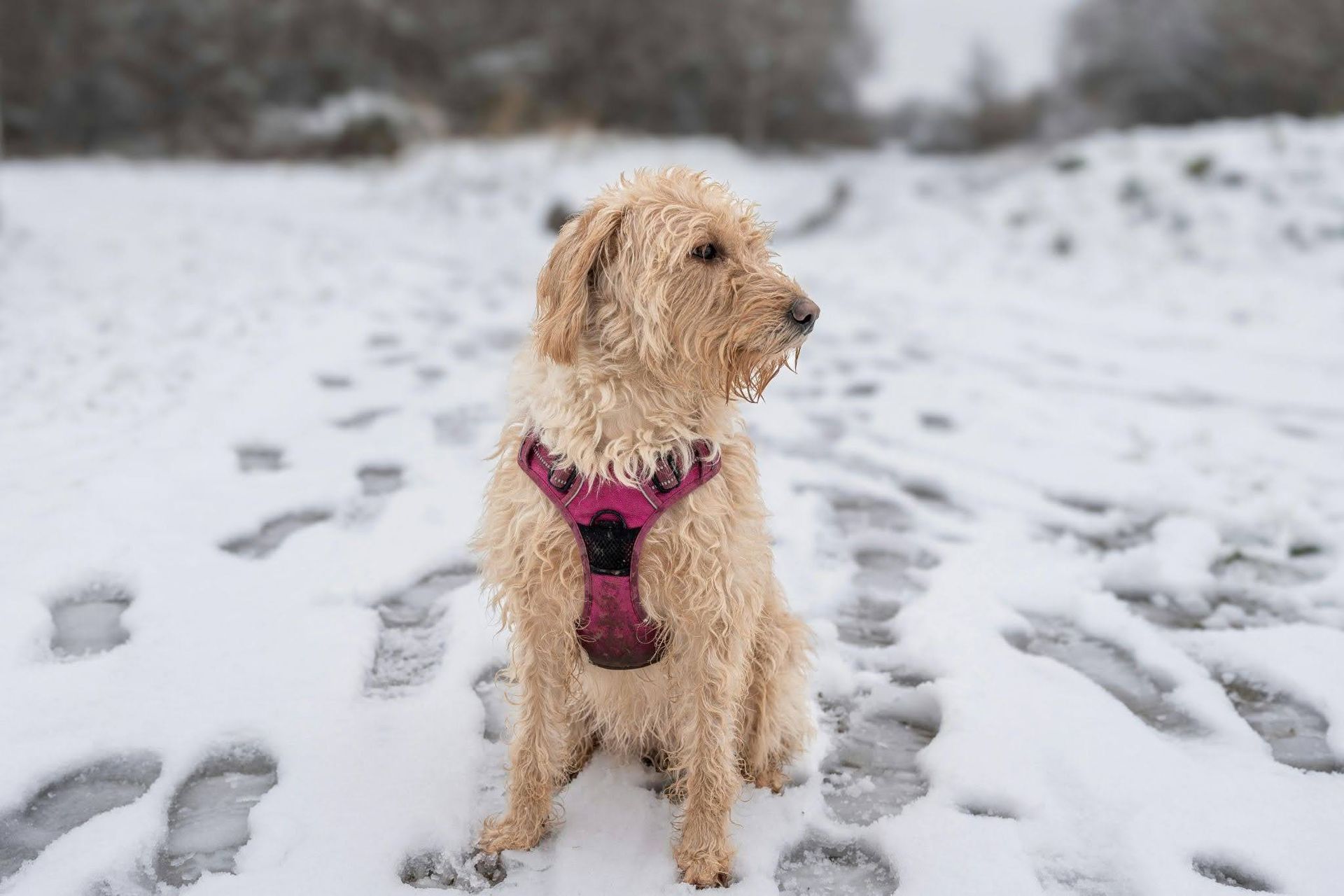 A fluffy cream-colored dog with a pink harness sits in a snowy field with visible footprints in the snow.