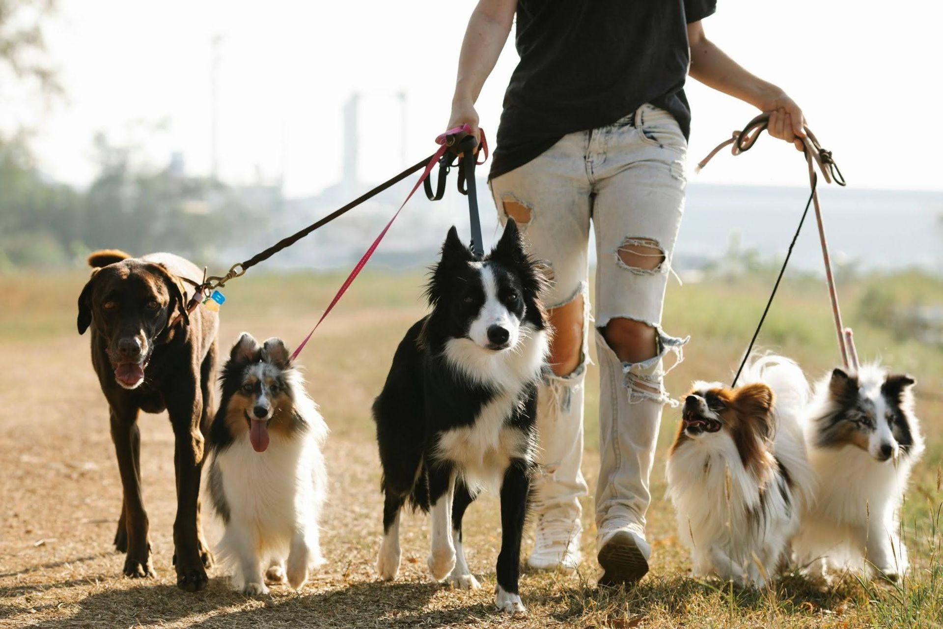 A person walks five dogs on leashes along a dirt path.