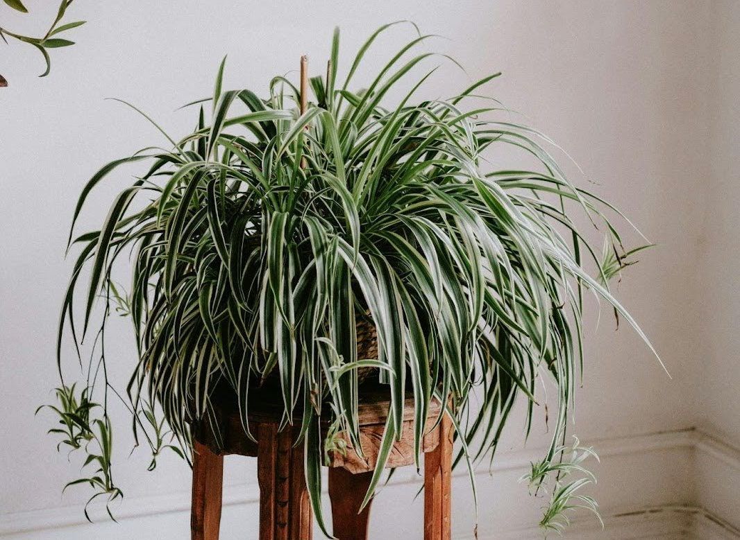 A potted plant is sitting on top of a wooden table.