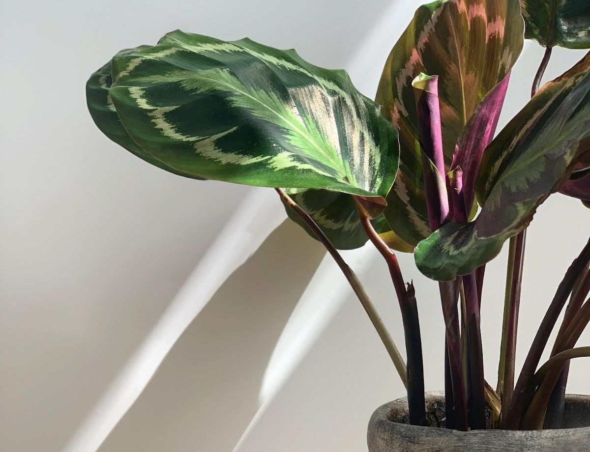 A close up of a plant in a pot against a white wall.