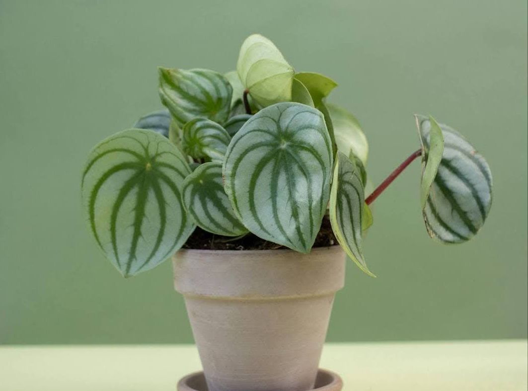 A potted plant with watermelon shaped leaves is sitting on a table.