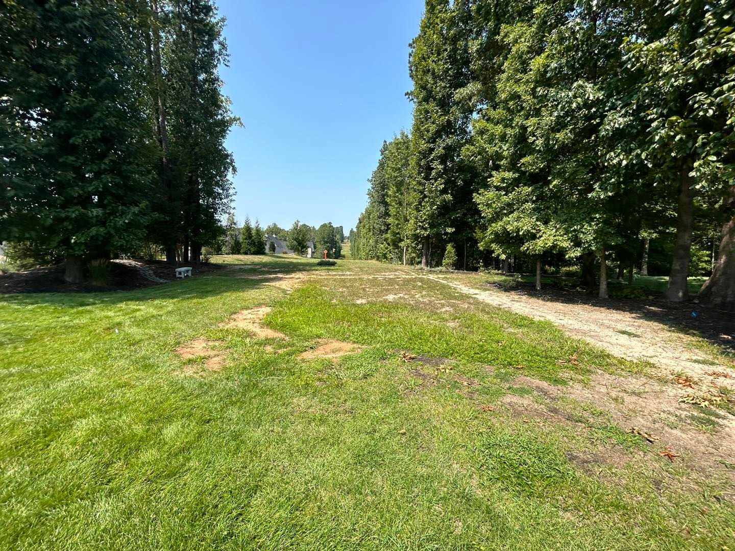 Grassy path between tall trees under a bright blue sky on a sunny day