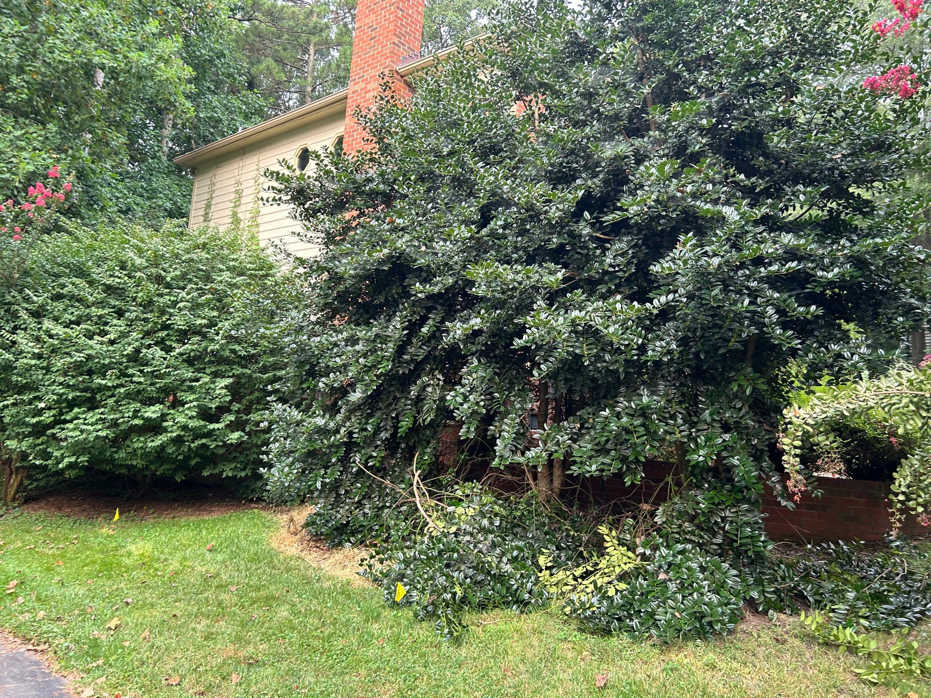 A house partly hidden by dense green shrubs and trees, with a brick chimney and lawn in front.