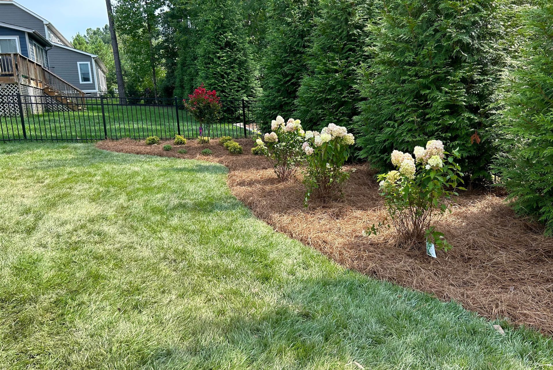 Curved flower bed with white hydrangeas and mulch beside a green lawn in a backyard garden