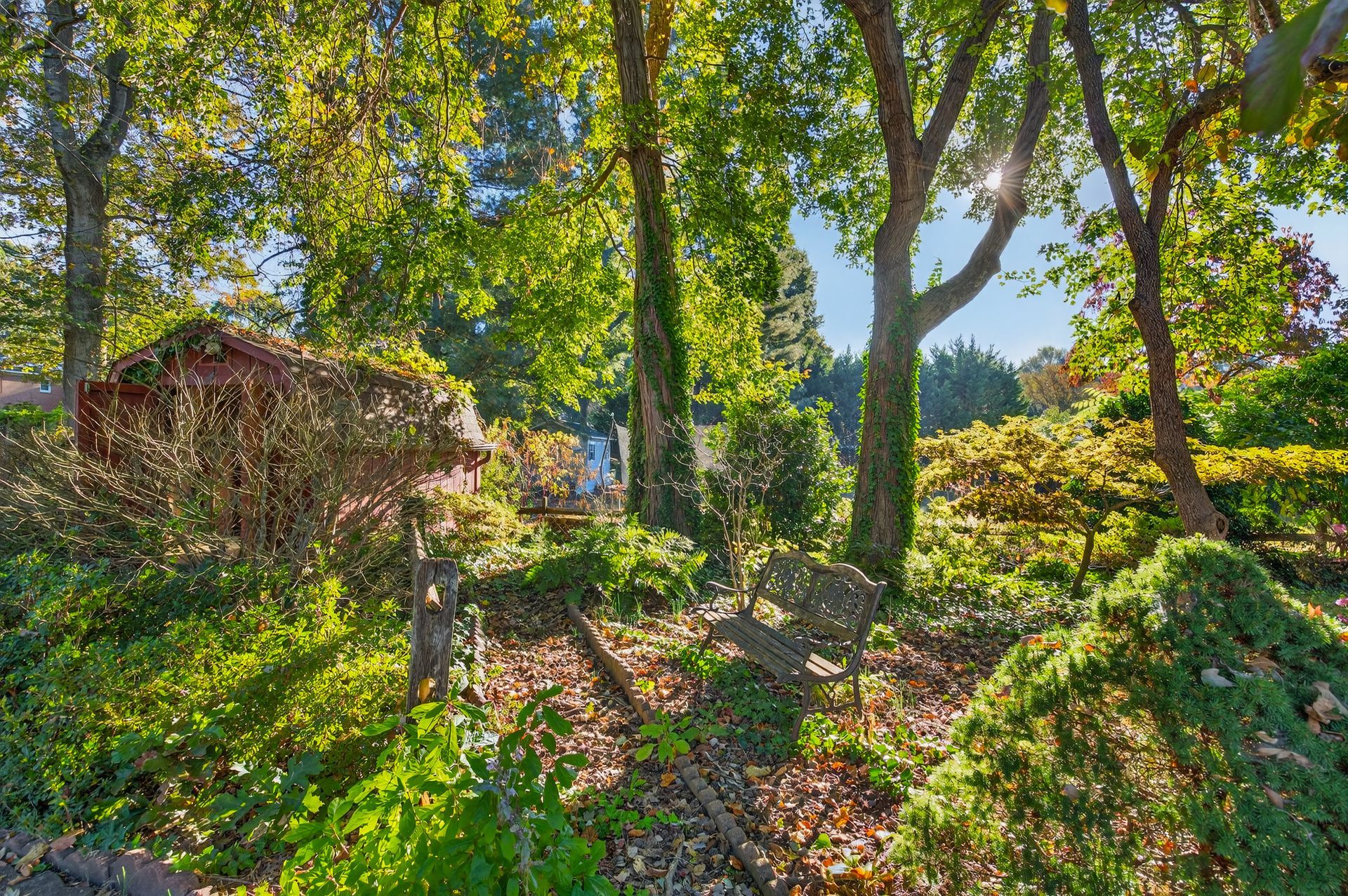 Sunlit garden with tall trees, green foliage, and a small red shed on the left