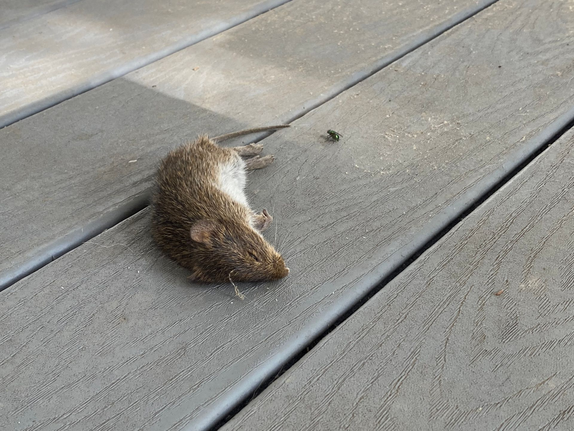 Dead mouse lying on gray wooden planks.