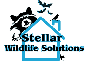 Stellar Wildlife Solutions Logo: Raccoon, bats, and bird over a blue house outline;