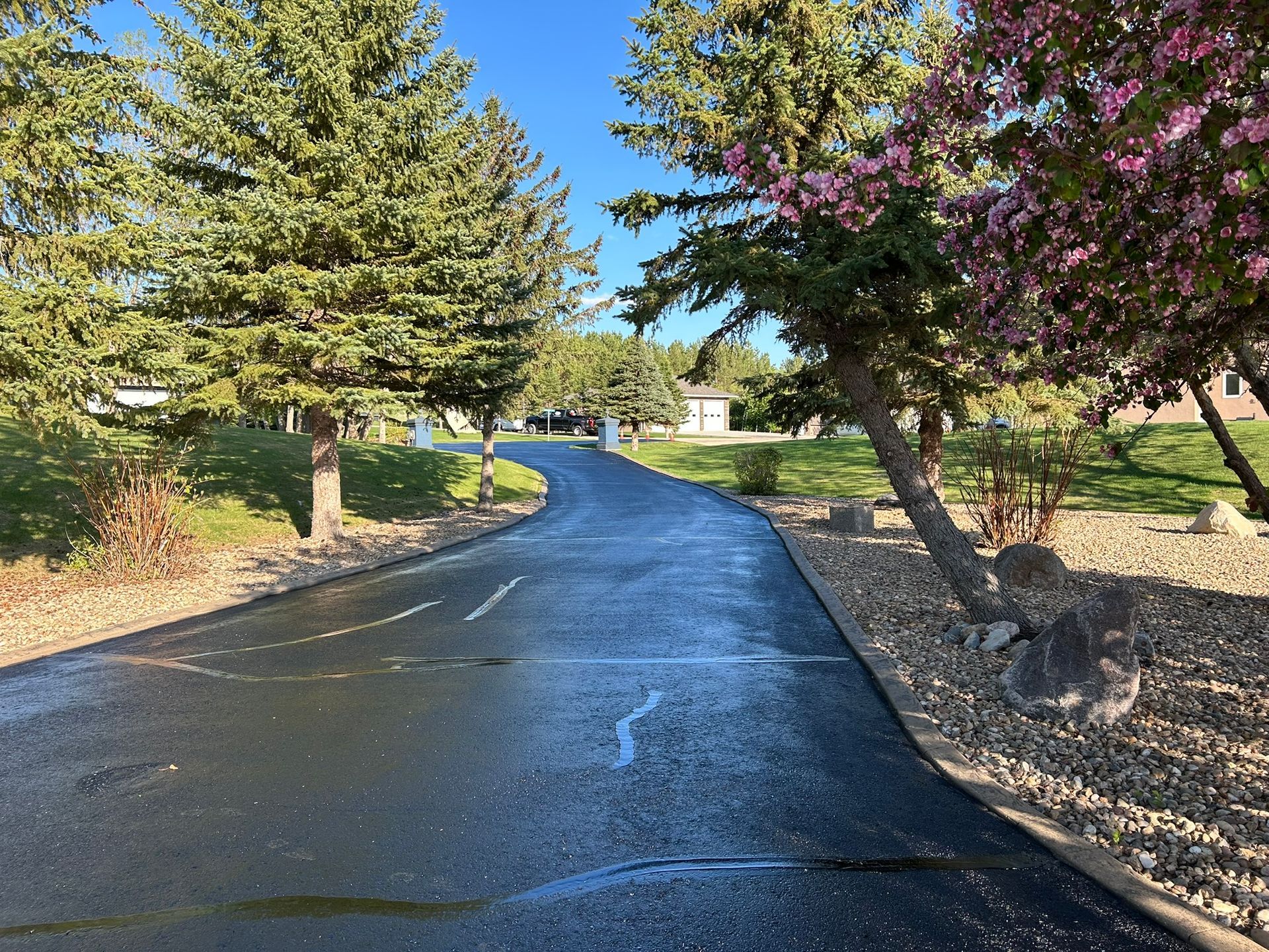 A curved, freshly paved asphalt driveway leading toward a house, flanked by mature evergreen and blooming cherry trees.