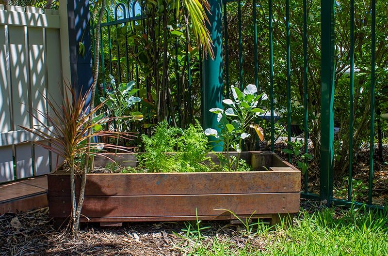 Growing plants, planting seeds. Nature play. Childcare, kindy, Montessori, Gold Coast, Warwick, Jindabyne.