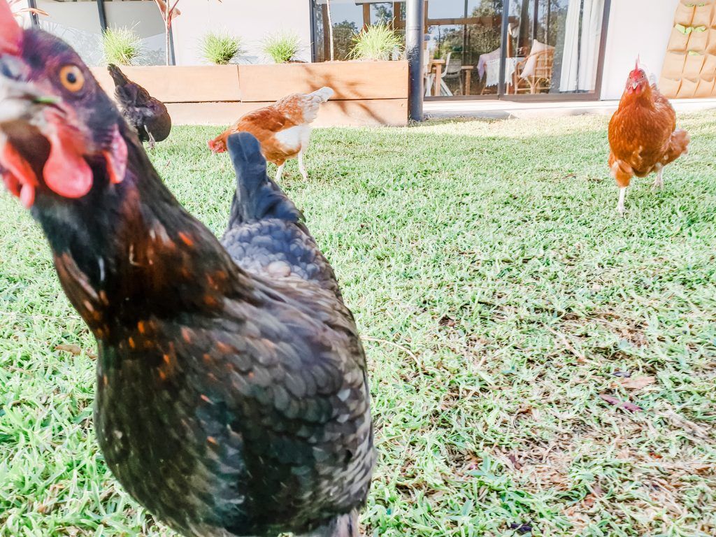 Nature play. Chickens. Childcare, kindy, Montessori, Gold Coast, Warwick, Jindabyne.