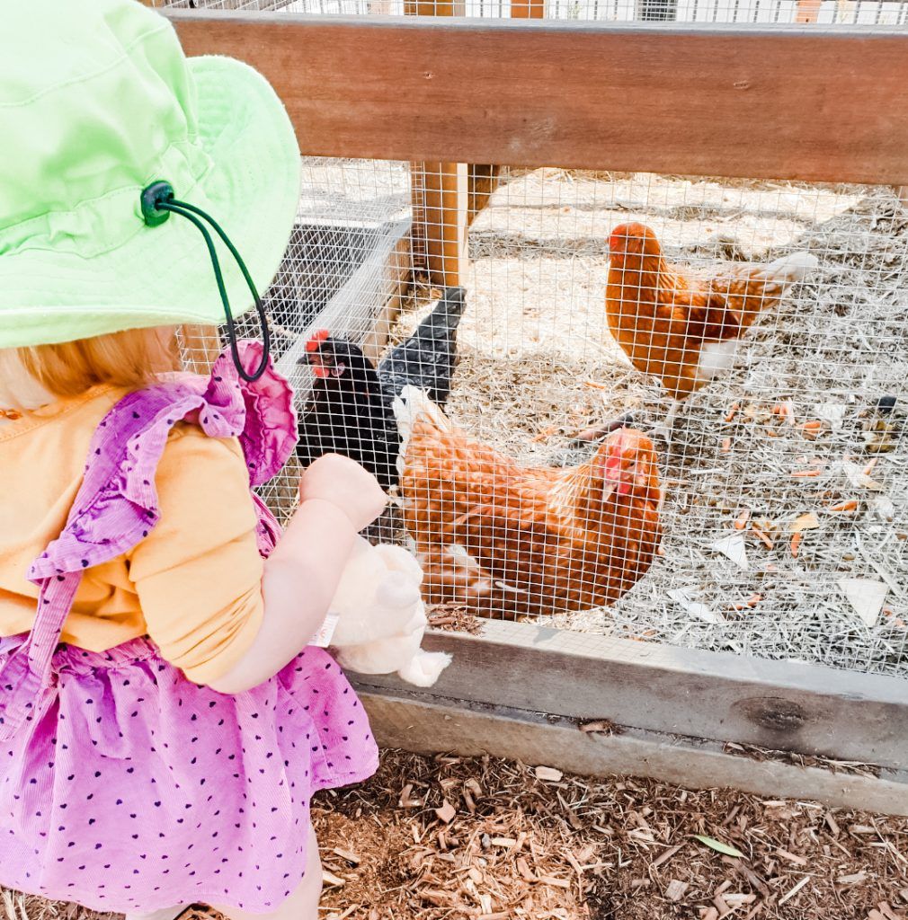Nature play. Chickens. Childcare, kindy, Montessori, Gold Coast, Warwick, Jindabyne.