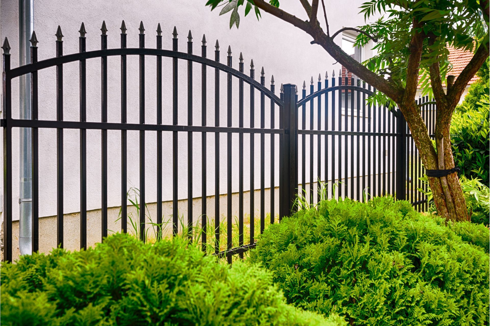 Black wrought-iron fence behind bright green shrubs and a tree along a white wall