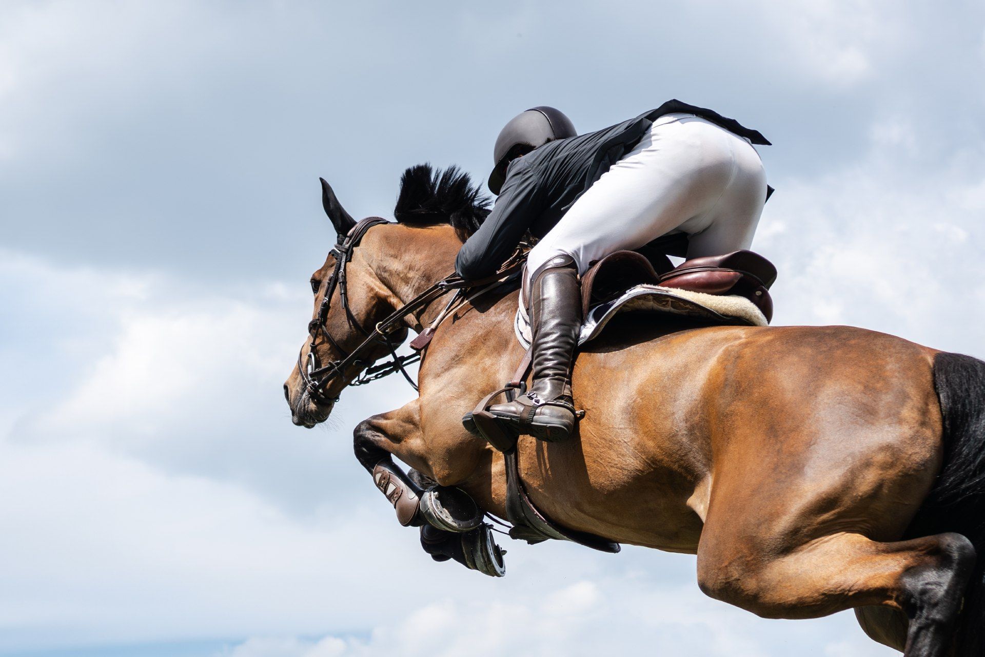 Equestrian Sports photo-themed: Horse jumping, Show Jumping, Horse riding.
